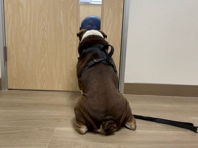 A small brown dog wearing a harness sits facing a door, looking at its reflection in the mirror, leash trailing behind on the floor.
