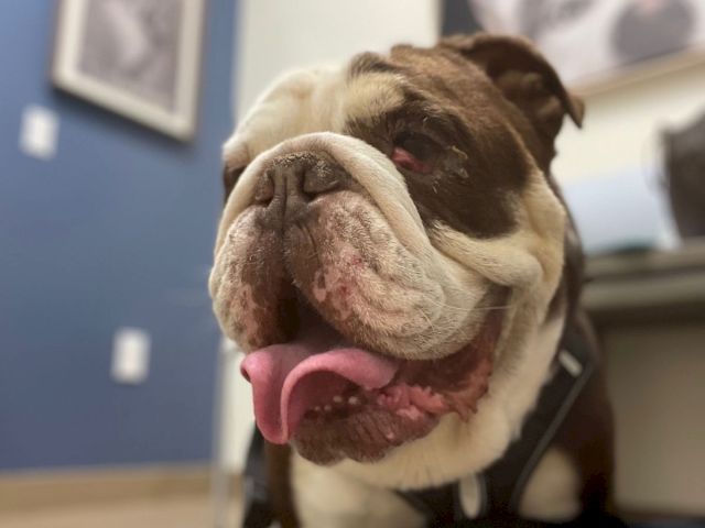 A cute bulldog with a wrinkled face and tongue out, indoors with a blue wall in the background. Top it at 140 characters, always ending the sentence.