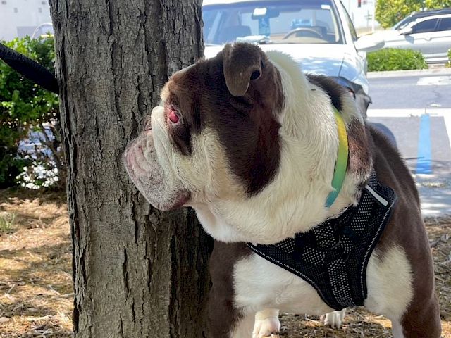 Animal Assistance League of Orange County