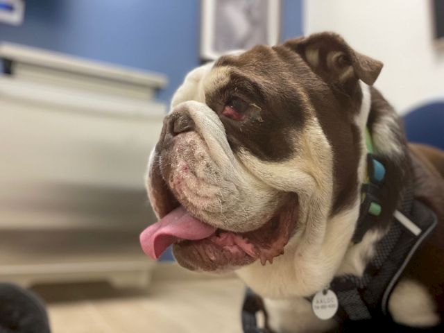 A cute bulldog wearing a harness with its tongue out, sitting indoors.