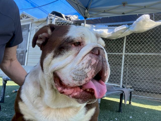 A smiling bulldog with a pink tongue hanging out under a canopy, outdoors near a chain-link fence and tents.
