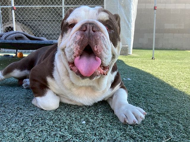 A happy brown and white bulldog lying on grass, tongue out, smiling under a sunny backyard, relaxed and cute.