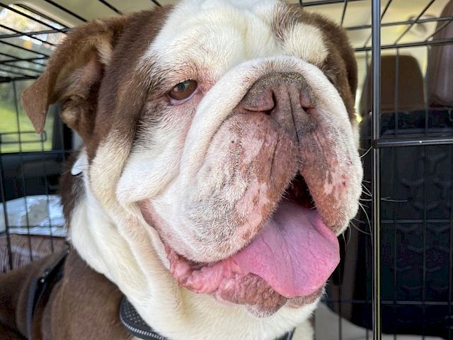 A smiling bulldog wearing a harness sits inside a crate, tongue out, looking content and fluffy.
