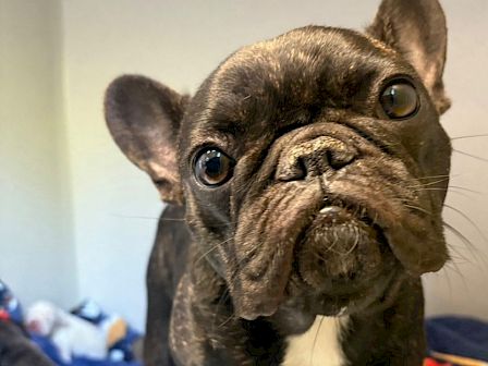 A curious French Bulldog with a wrinkled face and big eyes stares at the camera indoors, on a cozy bed with blankets nearby.