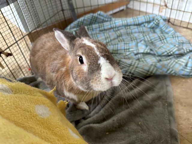 Animal Assistance League of Orange County