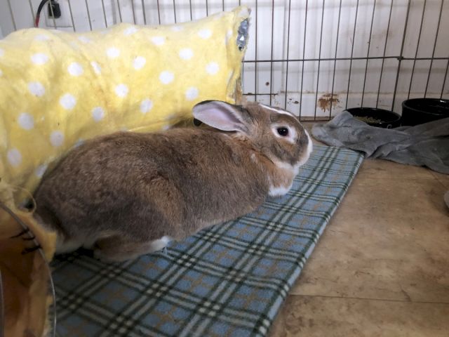 Animal Assistance League of Orange County