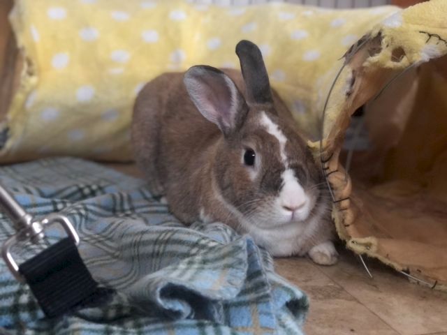Animal Assistance League of Orange County