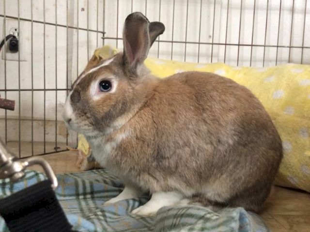 Animal Assistance League of Orange County