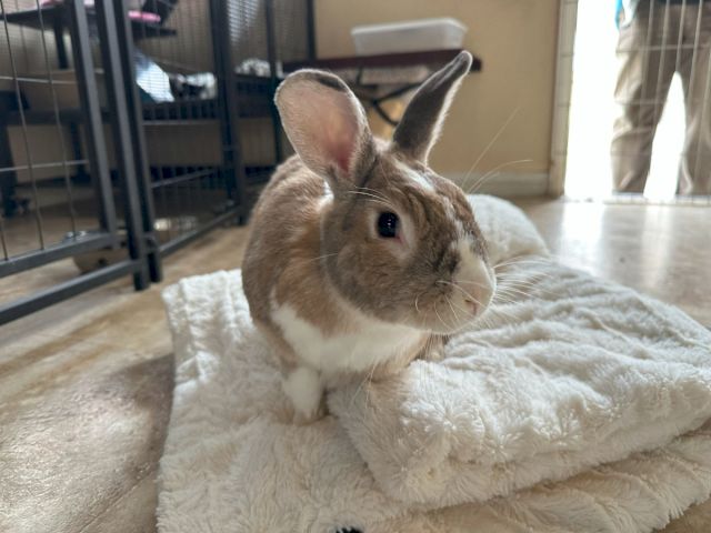 Animal Assistance League of Orange County