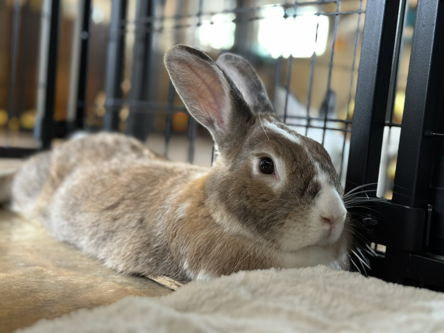 Animal Assistance League of Orange County