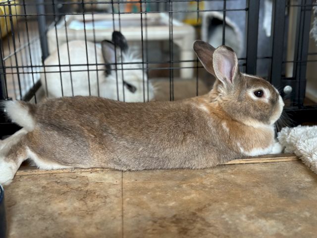 Animal Assistance League of Orange County