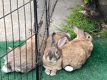Two rabbits sit near a metal fence on green ground; one brown with white tail, the other gray, near a potted plant. End.