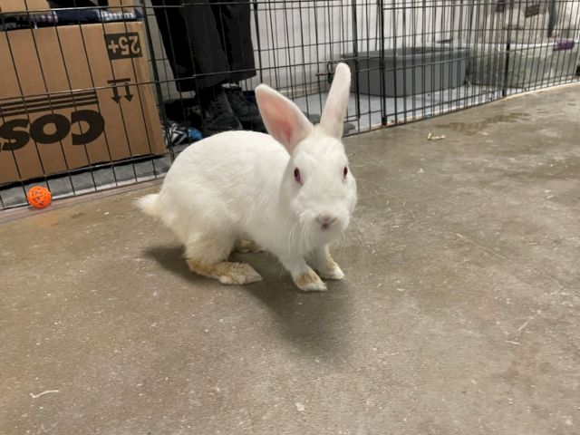 A fluffy white rabbit with upright ears sits on a concrete floor inside a metal playpen, near cardboard boxes and a small orange ball.