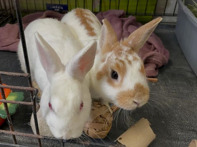 Two rabbits sit close together in a cage with hay, food scraps, and a blanket nearby, one white and one light brown with ears upright.