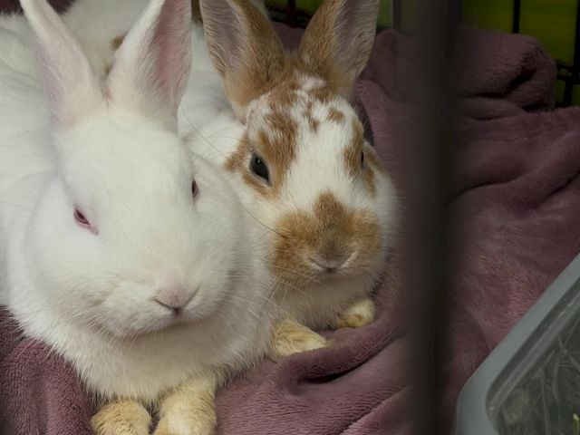 Two rabbits snuggle together on a pink blanket, one white and one spotted brown, looking toward the camera.