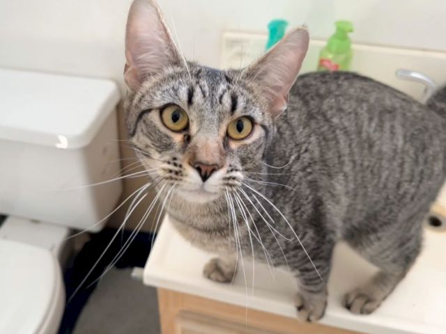 A curious gray tabby cat stands on a bathroom counter, wide eyes, whiskers forward, between a toilet and various bottles.