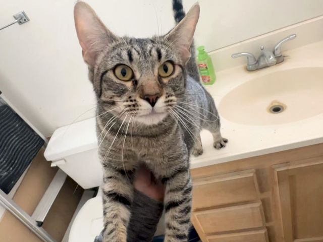 A curious tabby cat looking up at the camera in a bathroom, standing on a sink, with a green label on the faucet handle and a beige countertop.