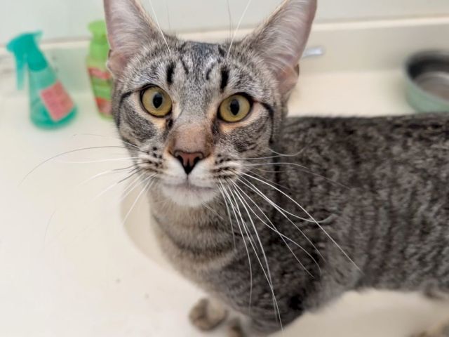 A curious tabby cat with big yellow eyes in a sink, whiskers forward, looking up at the camera, with bottles in the background.