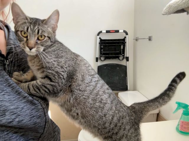 A curious tabby cat clings to a person&rsquo;s shoulder, tail flicking, in a cozy indoor space with a spray bottle and chair nearby.