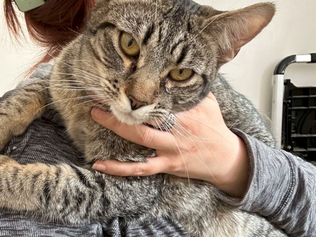 A gray tabby cat being held by a person in a gray hoodie, looking at the camera with a calm expression.