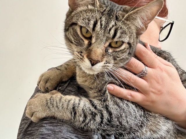 A person holding a striped tabby cat close, with glasses and a gray hoodie, the cat looks calm but slightly grumpy, end.