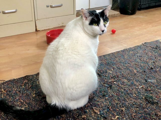 A chubby white cat with black markings sits on a rug, looking over its shoulder, in a cozy kitchen scene with a red bowl nearby.