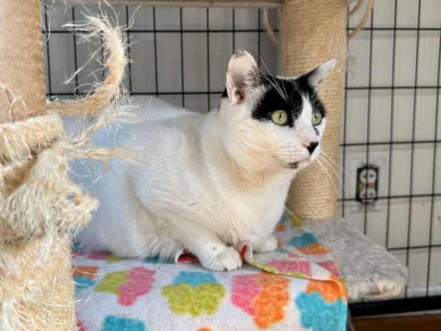 A white cat with black patches sits calmly on a colorful blanket inside a cat tree, looking alert near a scratching post.