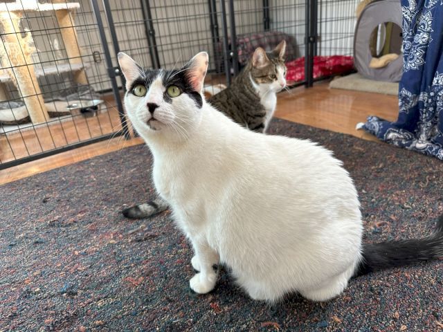 Animal Assistance League of Orange County