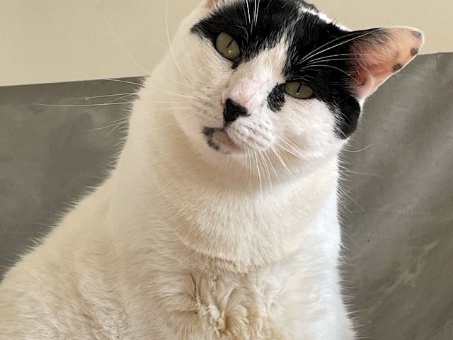 A fluffy white cat with black markings on its head sits on a light couch, looking toward the camera with a calm, curious expression.