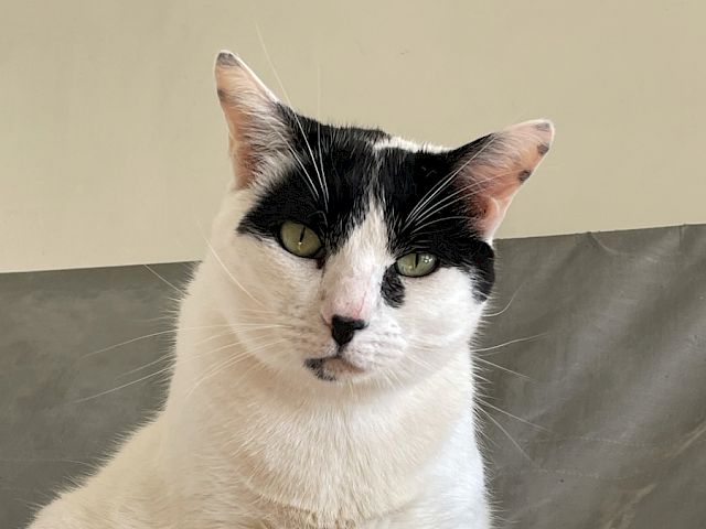 A chubby white cat with black patches on its face sits proudly on a gray, padded surface, looking calmly at the camera.