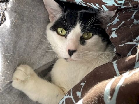 A curious black-and-white cat peeks from a cozy blanket cave, paws tucked in and green eyes alert, nestled among soft brown and gray fabric.
