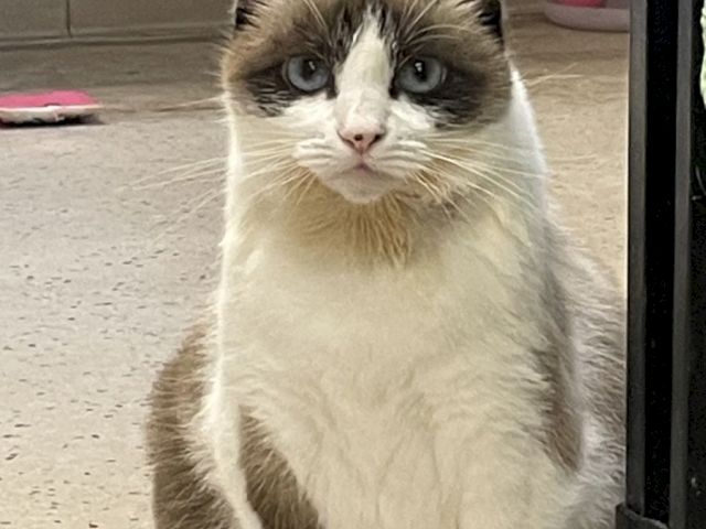 A fluffy cat with a white face and chest, brown patches, and blue eyes sits calmly by a doorway, indoors.