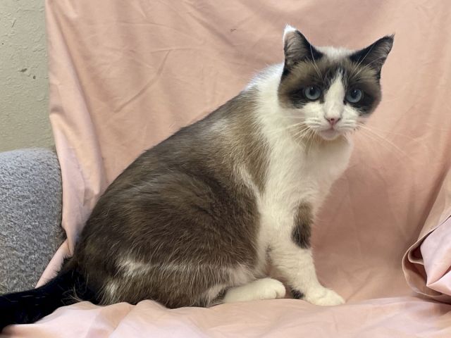 A fluffy Siamese-type cat sitting on a pink chair, facing the camera with blue eyes, relaxed posture, daytime indoor setting.