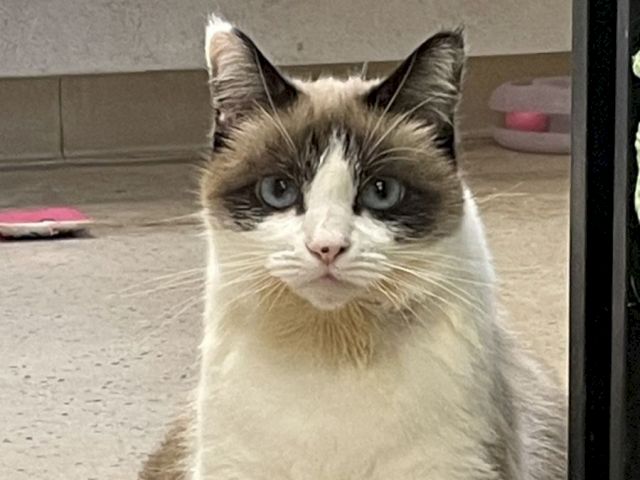 A fluffy, grumpy-looking cat with blue eyes sits indoors, white and gray fur, pink nose, eyes fixed on the camera.