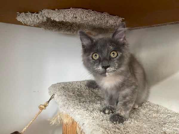 A curious gray kitten with wide amber eyes sits on a carpeted cat tree, under a scratched ceiling panel, staring at the camera.