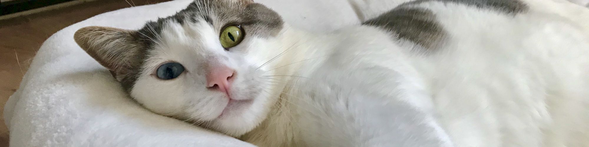 A relaxed white and gray cat lounging on a fluffy bed inside a playpen, one bright blue eye and one green eye giving a curious look.