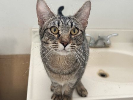 A curious tabby cat sits on a bathroom sink, looking up with bright amber eyes, ears perked, paws neatly together, towel rack in the background.