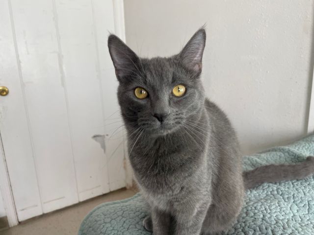 A gray cat with yellow eyes sits on a light blue blanket, looking up at the camera.