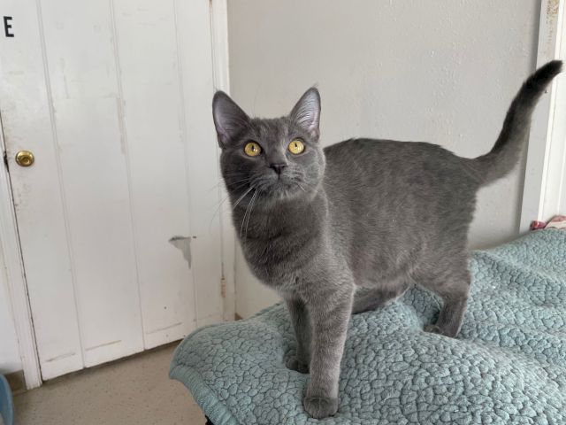 A gray domestic shorthair cat stands on a teal blanket, curious expression, yellow eyes, indoors near a white door, tail up. End of sentence.