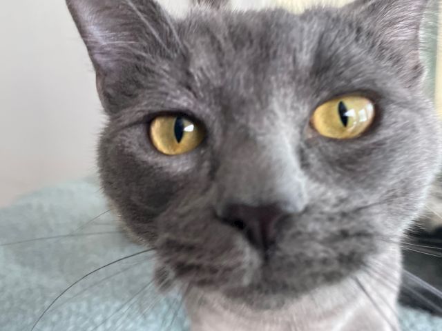 A close-up of a gray cat with striking yellow eyes, curious expression, and whiskers clearly visible, gazing straight at the camera.