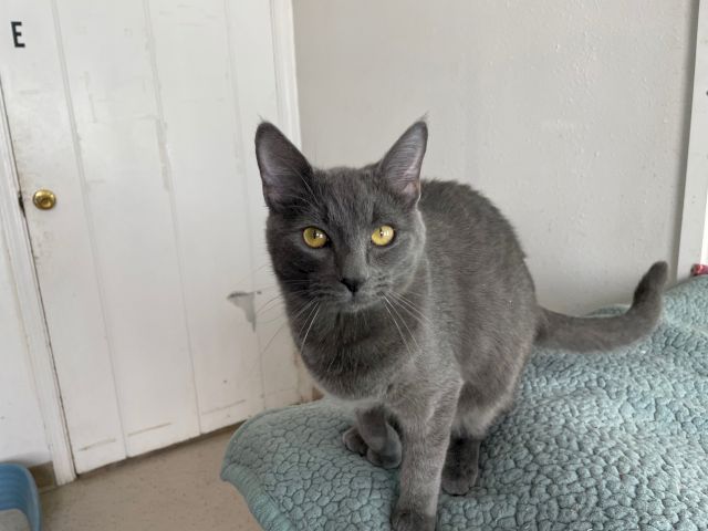 A gray cat with yellow eyes sits on a blue textured blanket, looking directly at the camera in a doorway.