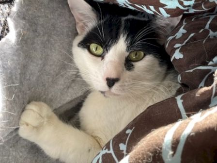 A black-and-white cat tucked inside a warm blanket, looking up with curious green eyes.
