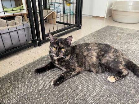 A tortoiseshell cat lies on a rug near a metal crate and a white litter box in a tidy room, looking relaxed at the camera.