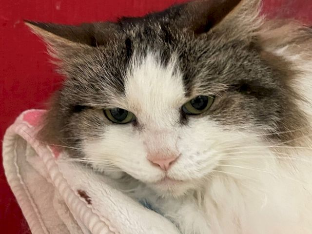 A fluffy white and gray cat resting on a pink blanket against a red background, looking sleepy and comfy.