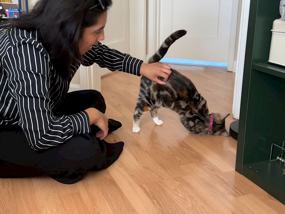 A person in a striped shirt sits on the floor, a tabby cat with a bow tie snacks near its nose as they pet it, indoors.